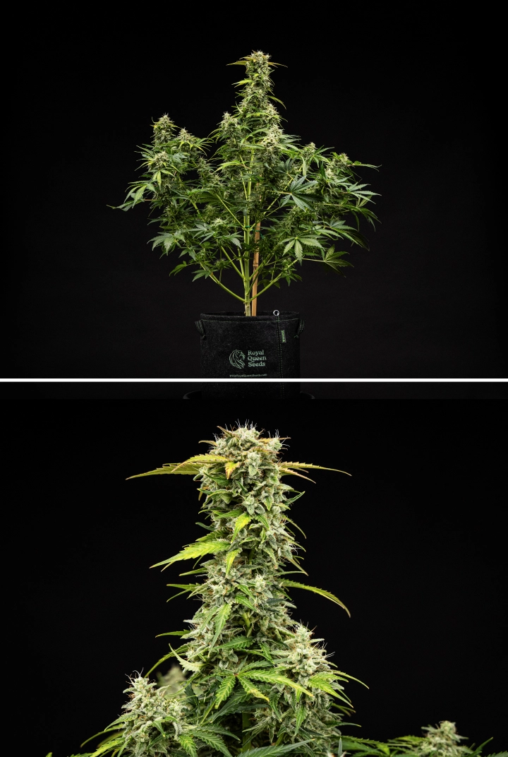 Grow report Royal Creamatic : semaine 9, têtes prêtes à récolter Plant de cannabis Royal Creamatic en semaine 9, montrant des têtes prêtes à récolter, des trichomes givrés, des pistils blancs et une cola principale solide.
