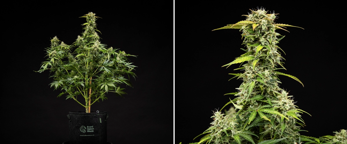Grow report Royal Creamatic : semaine 9, têtes prêtes à récolter Plant de cannabis Royal Creamatic en semaine 9, montrant des têtes prêtes à récolter, des trichomes givrés, des pistils blancs et une cola principale solide.