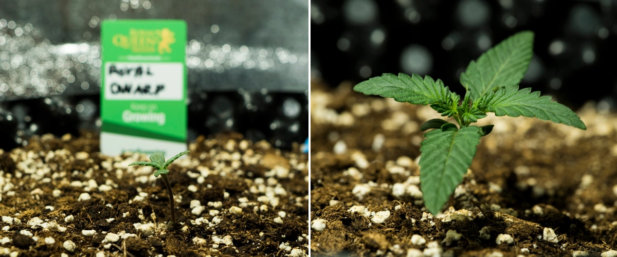 Plantules de cannabis Royal Dwarf en semaine 1, montrant une croissance précoce, des feuilles vertes, un sol riche en perlite et un paquet Royal Queen Seeds.