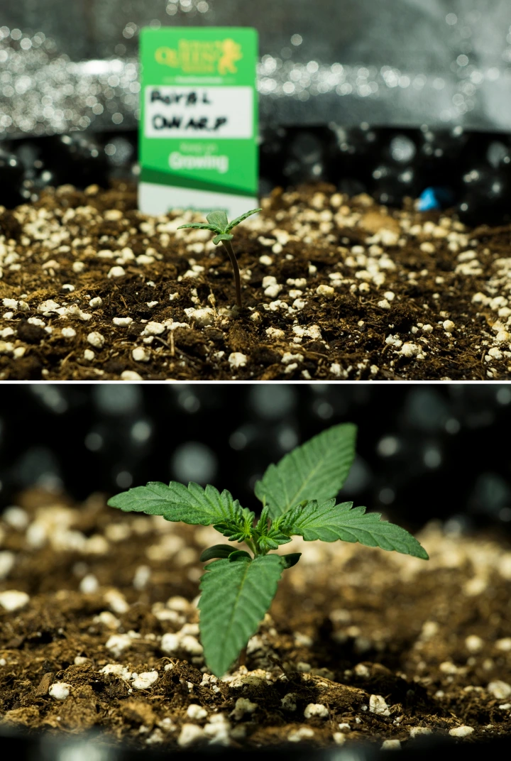 Plantules de cannabis Royal Dwarf en semaine 1, montrant une croissance précoce, des feuilles vertes, un sol riche en perlite et un paquet Royal Queen Seeds.