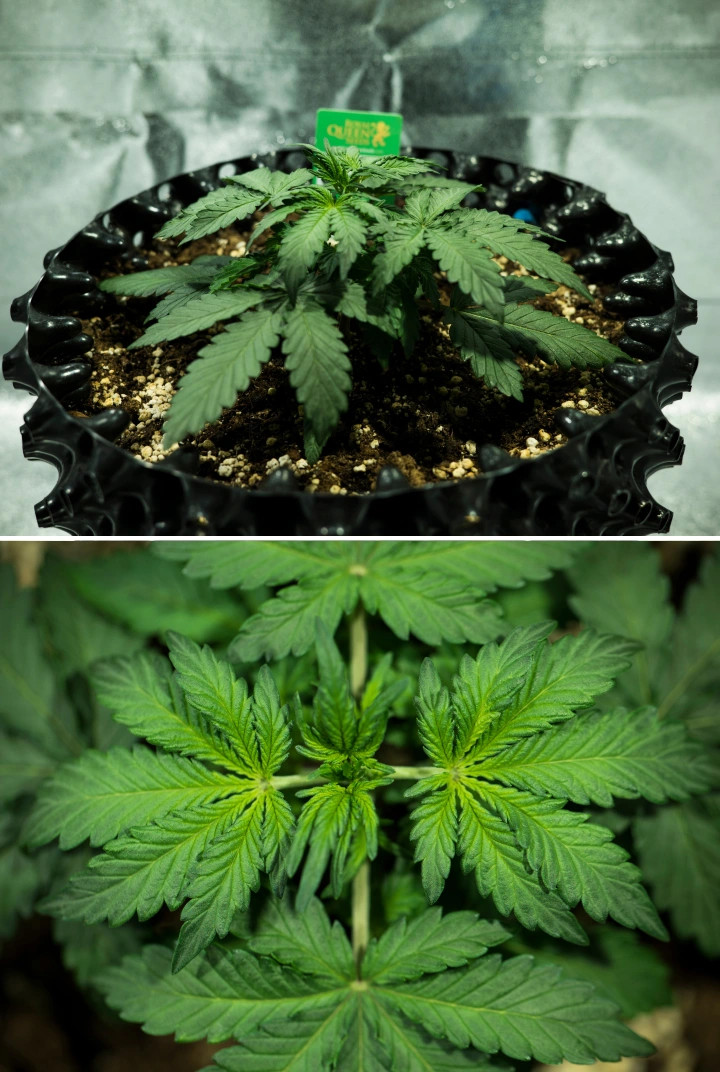 Plant de cannabis Royal Dwarf en semaine 2, montrant une croissance végétative compacte, des feuilles vertes saines, des entre-nœuds courts et un sol riche en perlite.