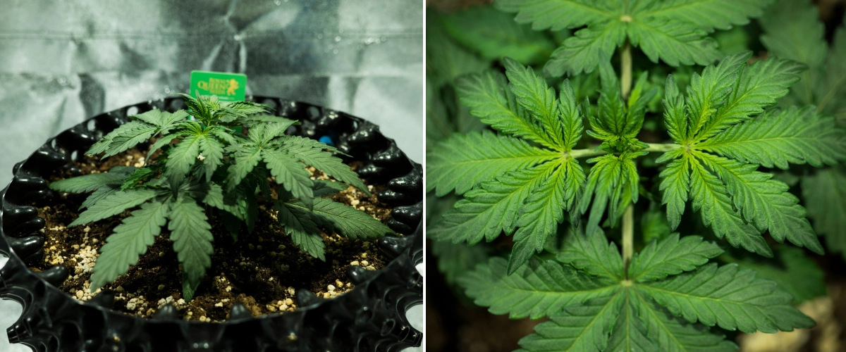 Plant de cannabis Royal Dwarf en semaine 2, montrant une croissance végétative compacte, des feuilles vertes saines, des entre-nœuds courts et un sol riche en perlite.