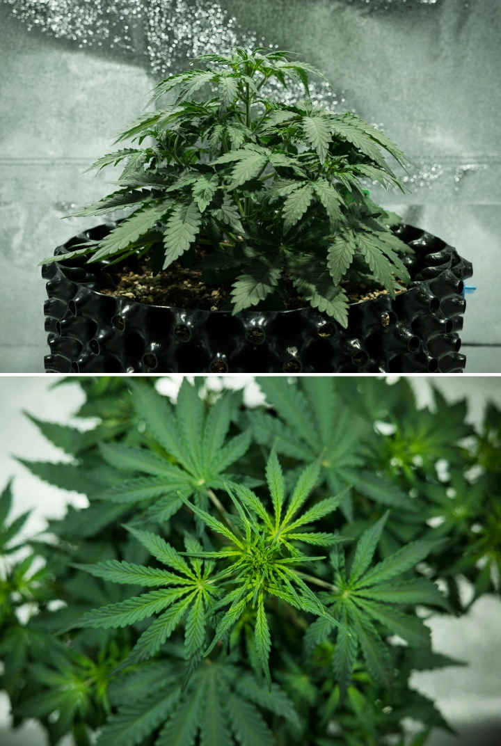 Plant de cannabis Royal Dwarf en semaine 3, montrant une croissance feuillue compacte, des signes précoces de floraison, un feuillage vert sain et un pot AirPot.