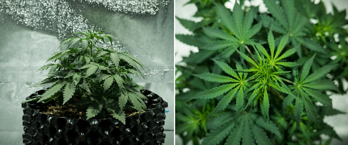 Plant de cannabis Royal Dwarf en semaine 3, montrant une croissance feuillue compacte, des signes précoces de floraison, un feuillage vert sain et un pot AirPot.