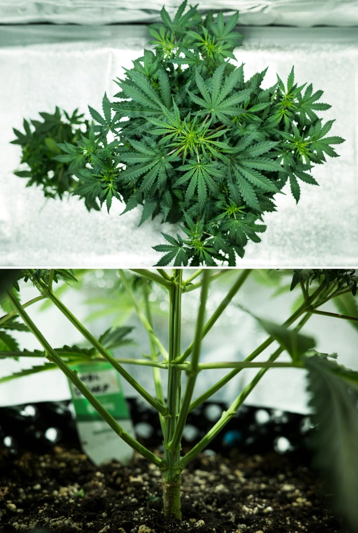 Plant de cannabis Royal Dwarf en semaine 4, montrant un début de floraison, un feuillage vert sain, une structure de branches solide et une tige principale robuste.