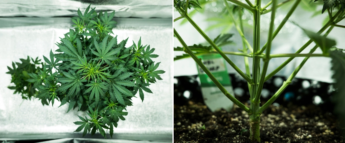 Plant de cannabis Royal Dwarf en semaine 4, montrant un début de floraison, un feuillage vert sain, une structure de branches solide et une tige principale robuste.