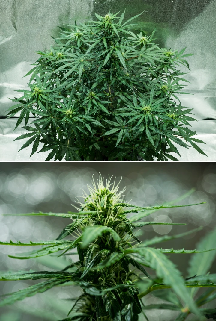 Plant de cannabis Royal Dwarf en semaine 5, montrant des têtes en développement, des pistils blancs, un feuillage vert sain et une structure de floraison compacte.