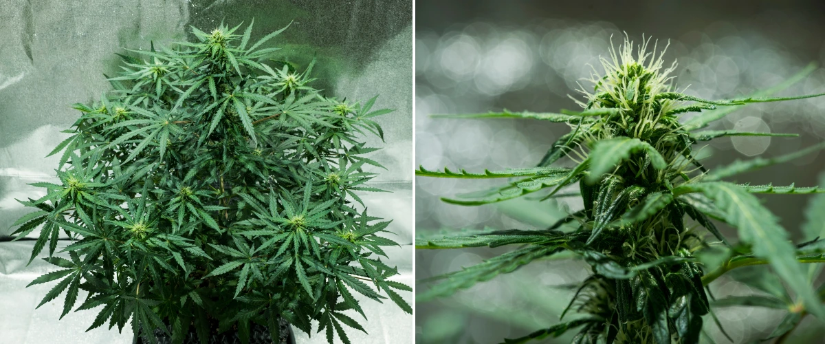 Plant de cannabis Royal Dwarf en semaine 5, montrant des têtes en développement, des pistils blancs, un feuillage vert sain et une structure de floraison compacte.