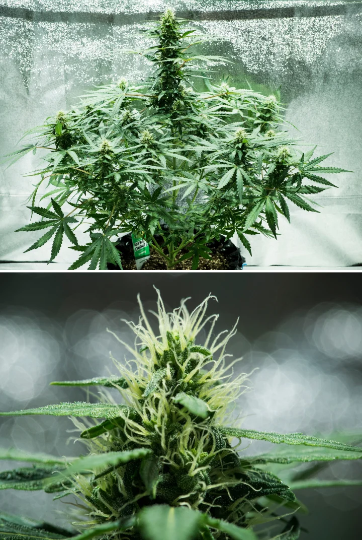 Plant de cannabis Royal Dwarf en semaine 6, montrant des têtes résineuses, des pistils blancs, un feuillage sain et une grande cola principale.