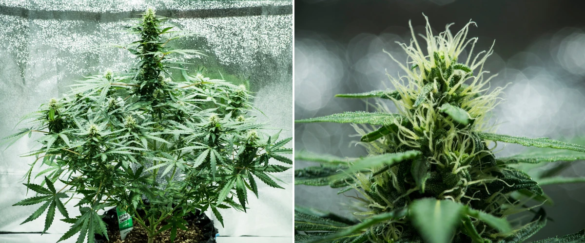 Plant de cannabis Royal Dwarf en semaine 6, montrant des têtes résineuses, des pistils blancs, un feuillage sain et une grande cola principale.
