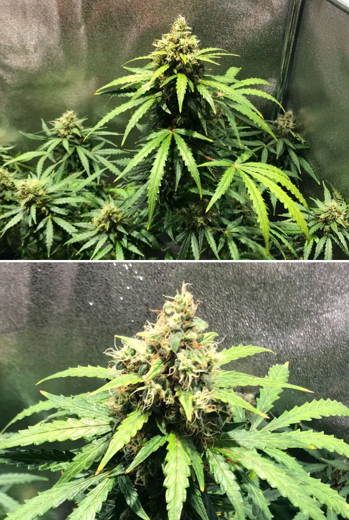 Plant de cannabis Royal Dwarf en semaine 8, montrant des têtes en fin de floraison, des pistils orange, des fleurs résineuses et un feuillage vert sain.