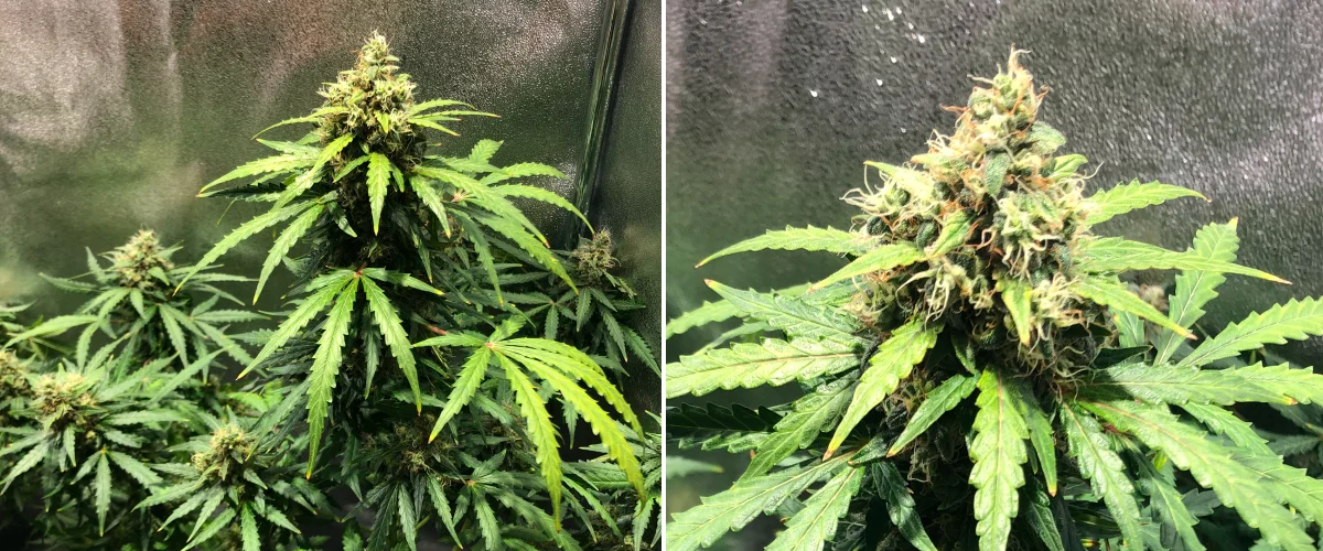 Plant de cannabis Royal Dwarf en semaine 8, montrant des têtes en fin de floraison, des pistils orange, des fleurs résineuses et un feuillage vert sain.