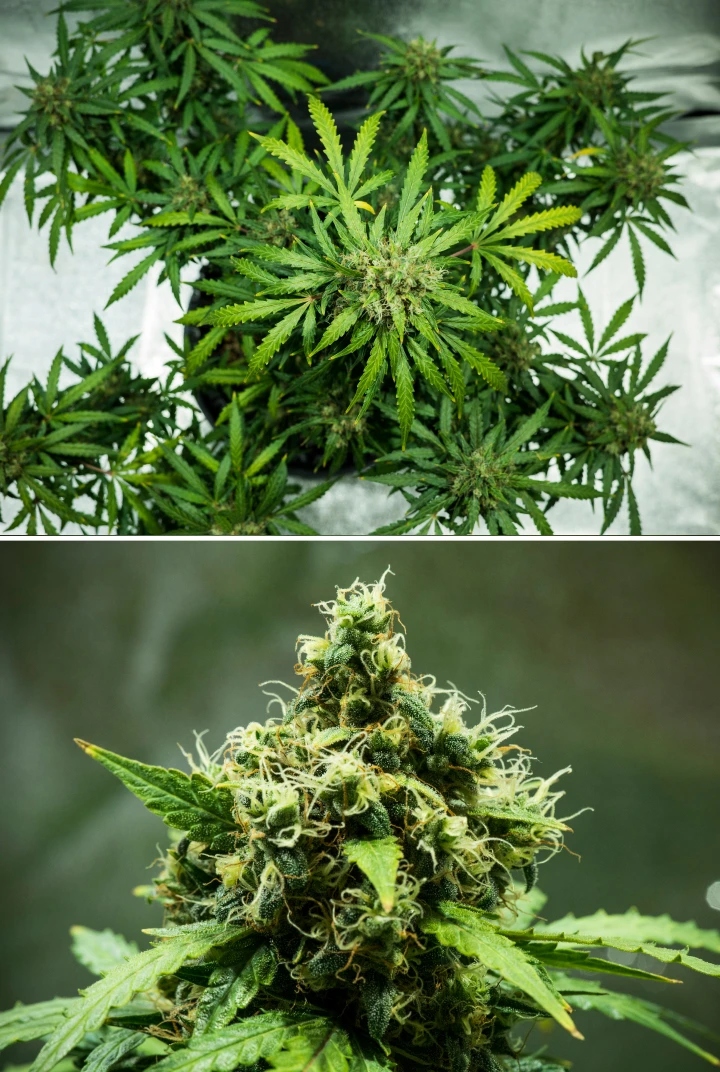 Plant de cannabis Royal Dwarf en semaine 9, montrant des têtes prêtes à récolter, des fleurs denses et résineuses, des pistils orange et un feuillage vert sain.