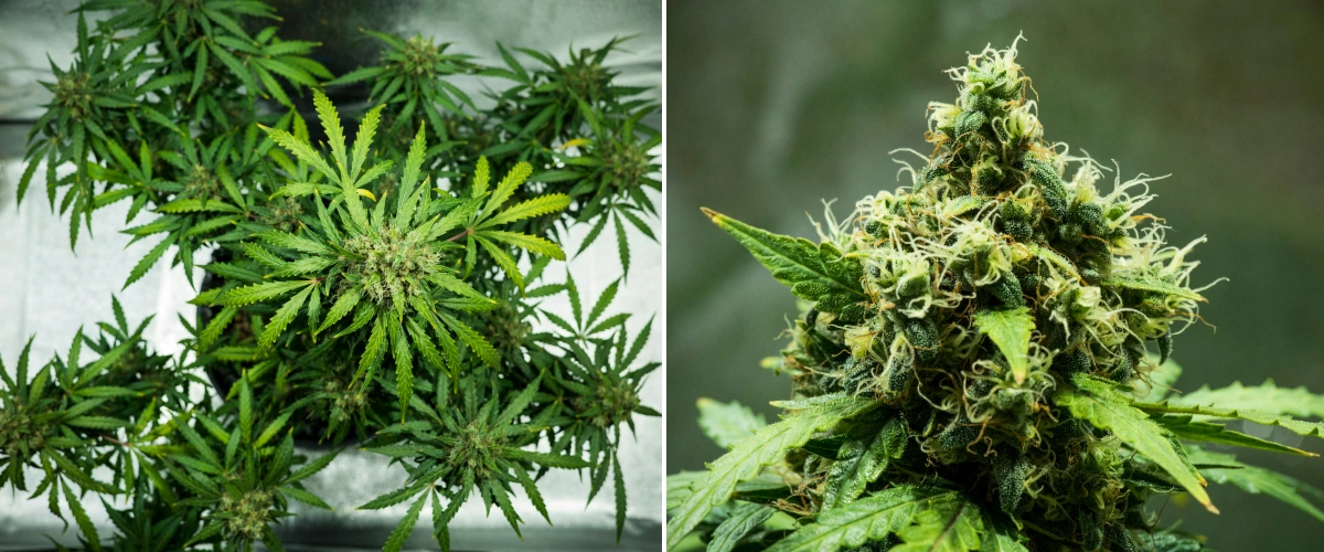 Plant de cannabis Royal Dwarf en semaine 9, montrant des têtes prêtes à récolter, des fleurs denses et résineuses, des pistils orange et un feuillage vert sain.