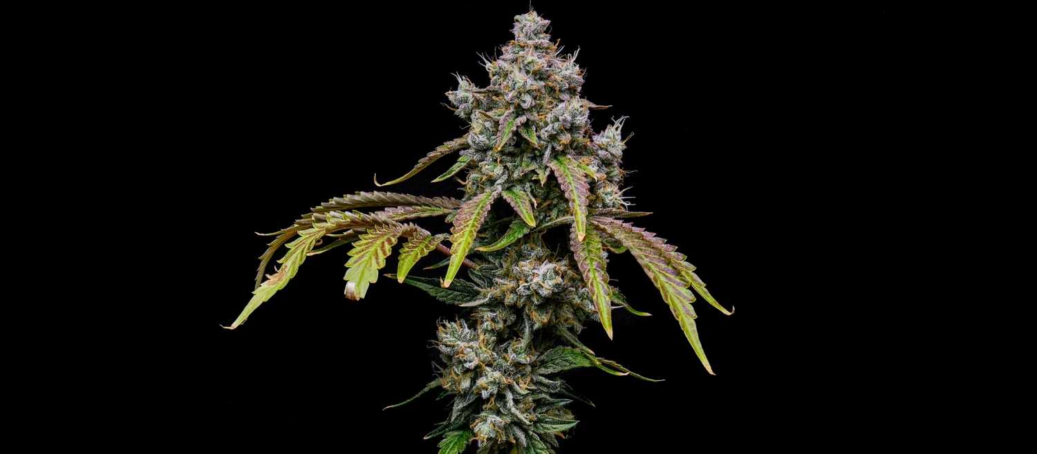 Royal Cookies