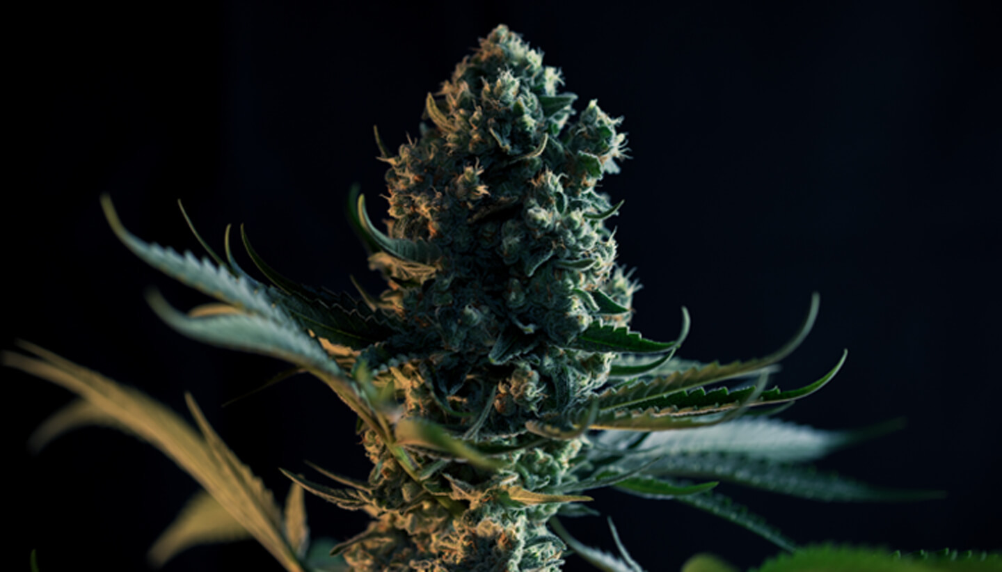 Qu’est-ce que la variété Gorilla Glue ? Qu’est-ce que la variété Gorilla Glue ?