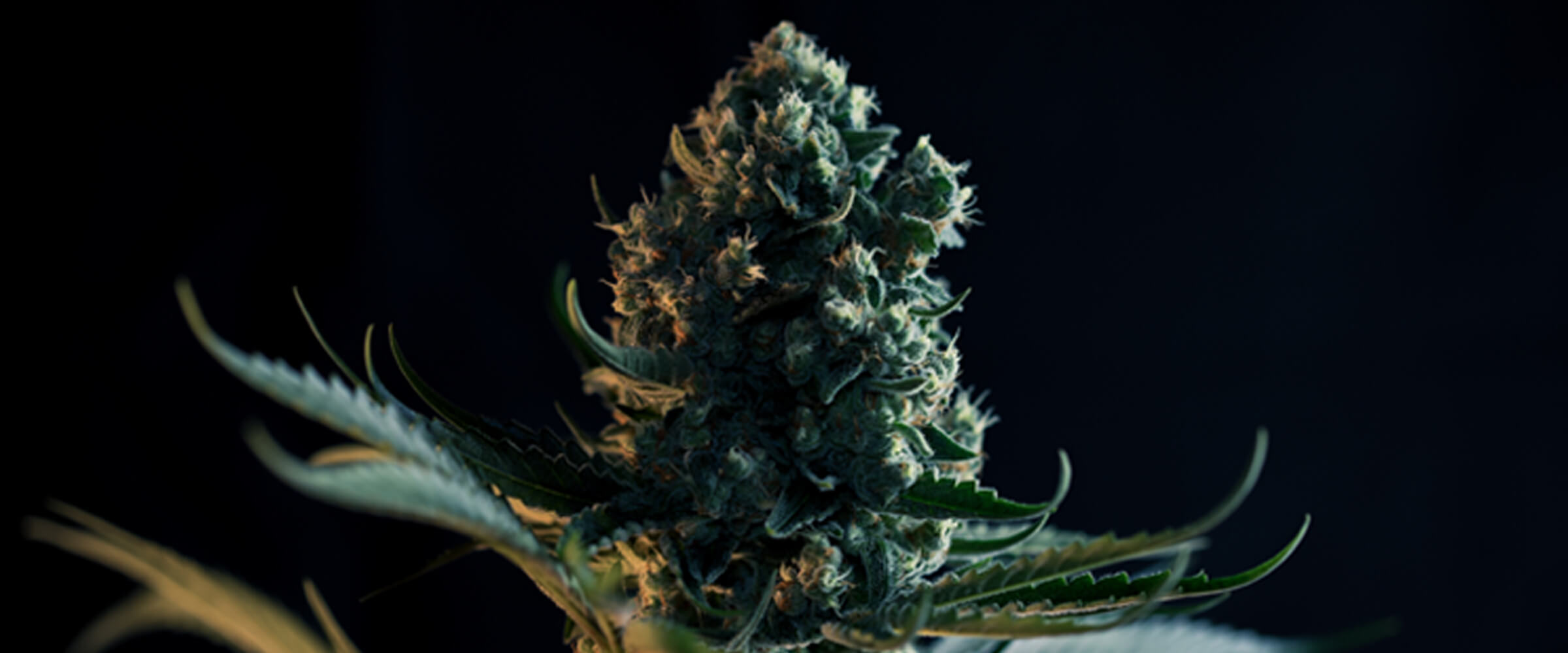 Qu’est-ce que la variété Gorilla Glue ? Qu’est-ce que la variété Gorilla Glue ?