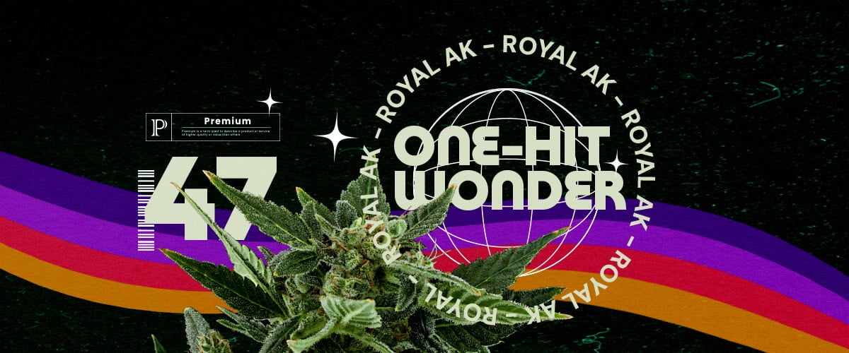 Informations sur la Souche Royal AK Guide Cannabis Une illustration d'un bourgeon de cannabis avec le texte