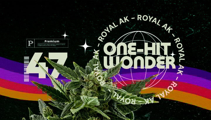 Informations sur la Souche Royal AK Guide Cannabis Une illustration d'un bourgeon de cannabis avec le texte