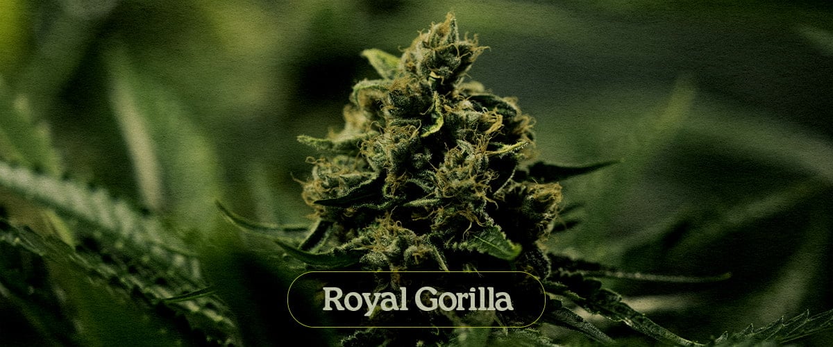 Royal Gorilla