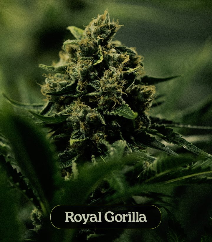 Royal Gorilla