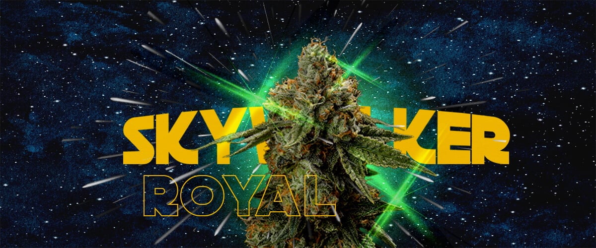 Pourquoi les Cultivateurs Aiment Royal Skywalker Cannabis Une illustration d'un bourgeon de cannabis avec le texte