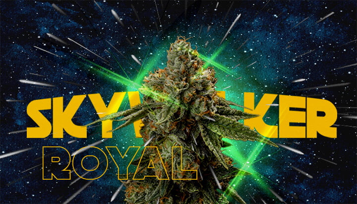 Pourquoi les Cultivateurs Aiment Royal Skywalker Cannabis Une illustration d'un bourgeon de cannabis avec le texte