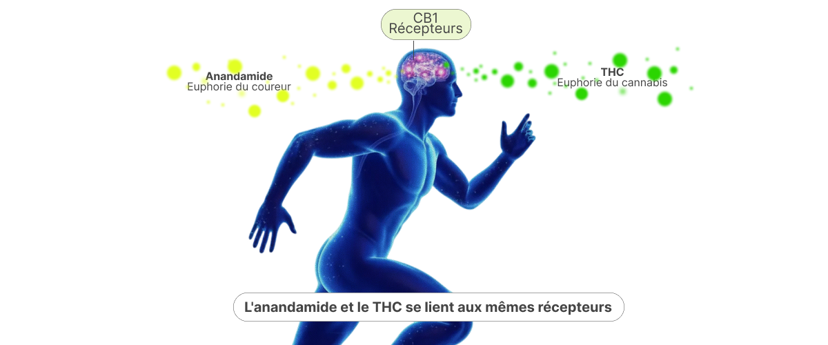 Illustration montrant comment l’anandamide et le THC se lient aux récepteurs CB1 dans le cerveau, expliquant la similitude entre le runner’s high et le high du cannabis