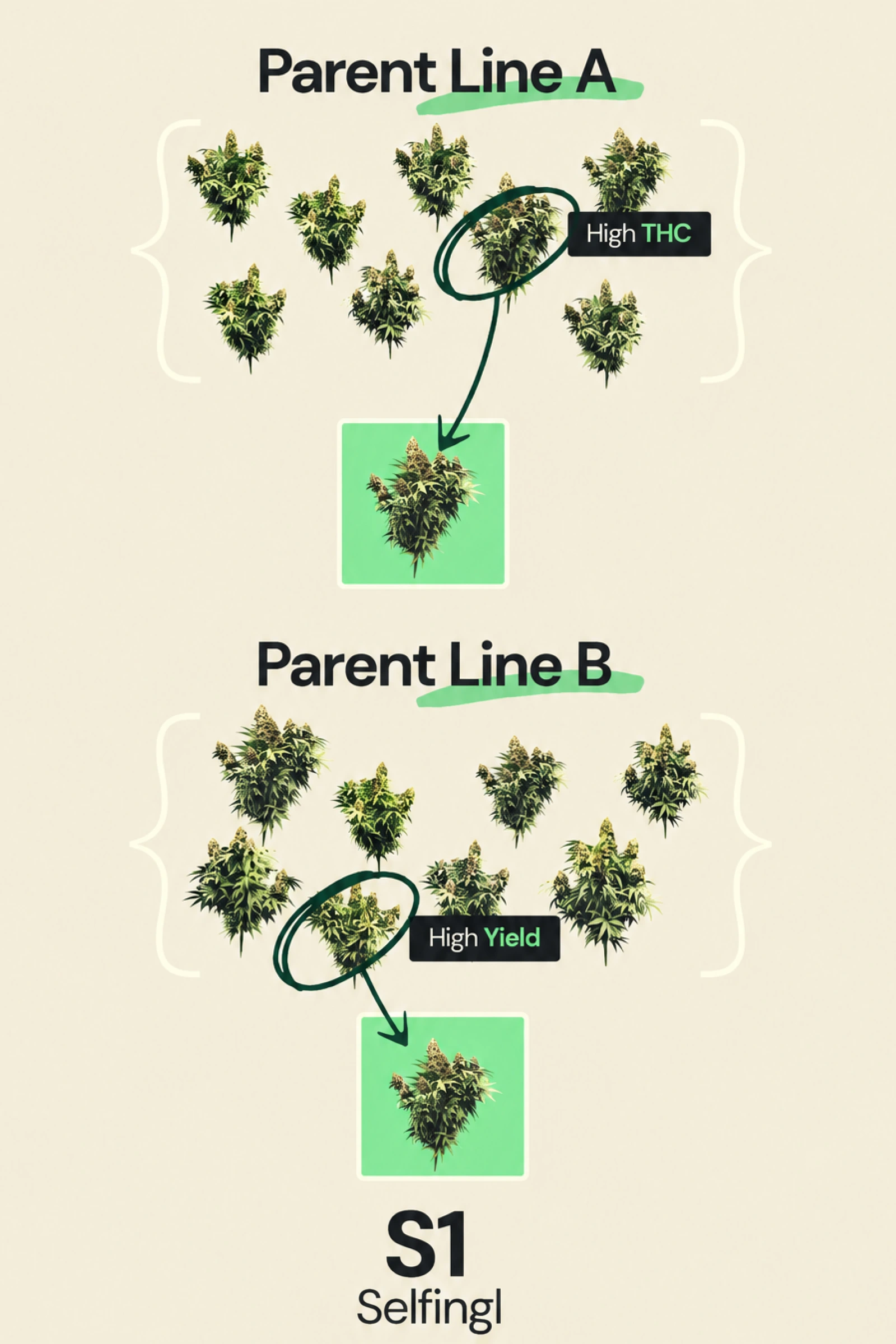 Schéma expliquant le selfing S1 dans le breeding de cannabis hybride F1, montrant la lignée parentale A sélectionnée pour un THC élevé et la lignée parentale B sélectionnée pour un rendement élevé dans le cadre du développement de lignées consanguines.