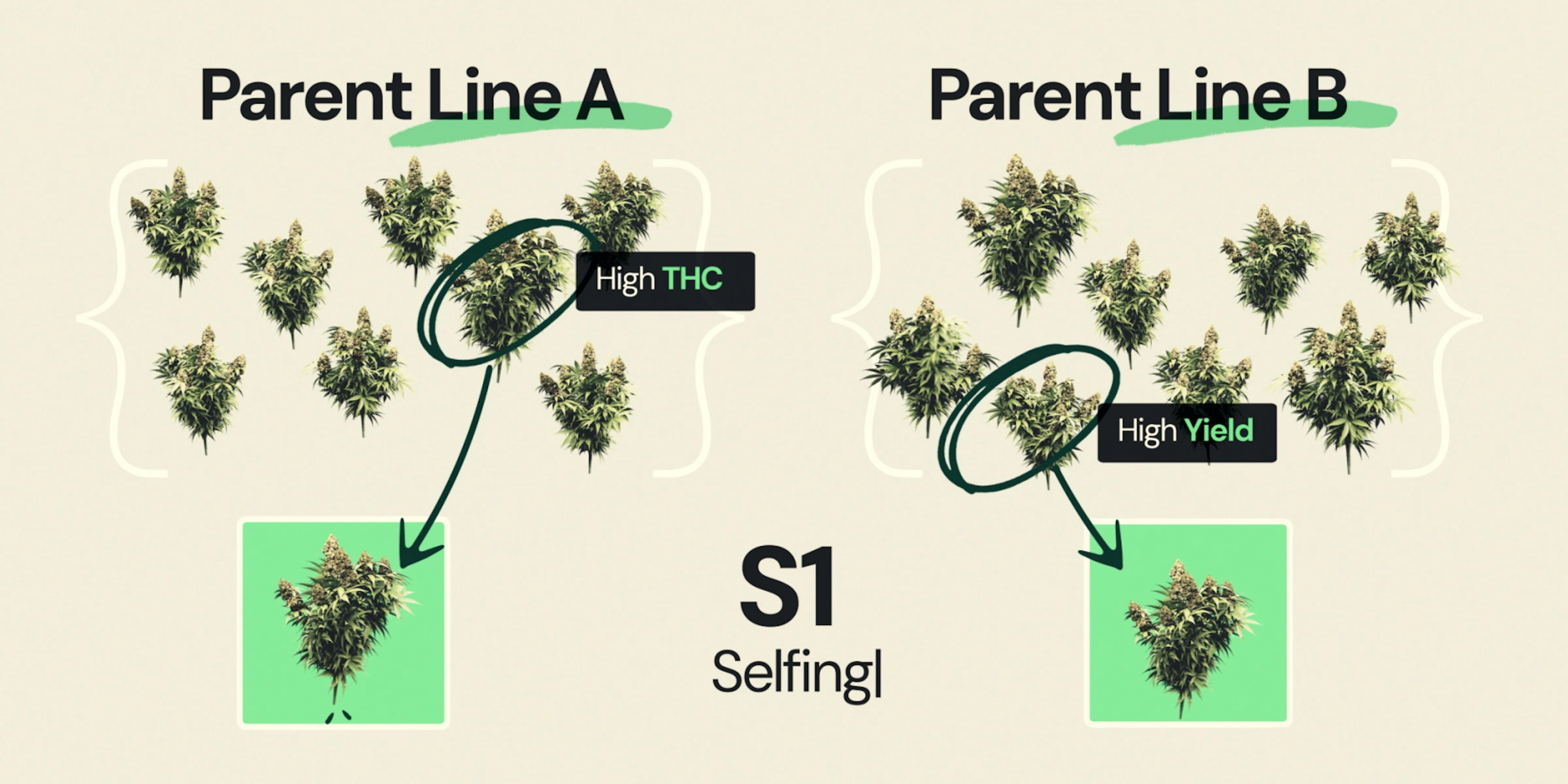 Schéma expliquant le selfing S1 dans le breeding de cannabis hybride F1, montrant la lignée parentale A sélectionnée pour un THC élevé et la lignée parentale B sélectionnée pour un rendement élevé dans le cadre du développement de lignées consanguines.