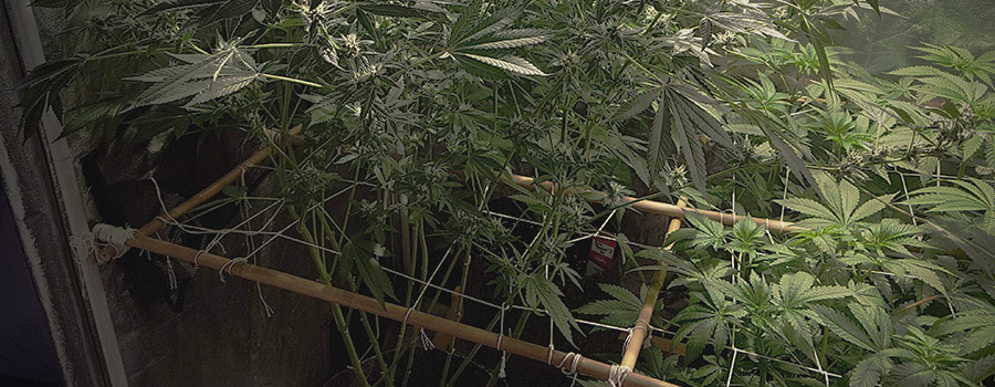 Horizontal Big Buds Horizontal Big Buds