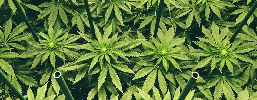 Le sea of green est une technique de manipulation de cannabis