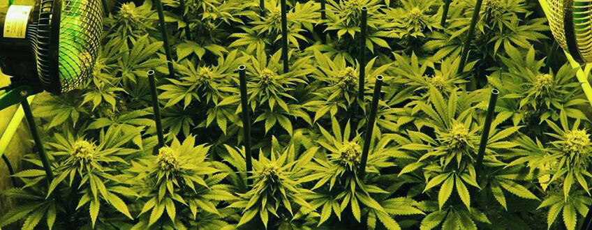 La méthode SOG combiné avec les variétés à autofloraison La méthode SOG combiné avec les variétés à autofloraison