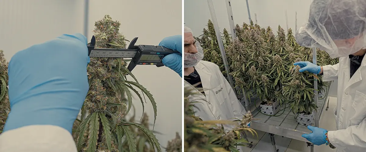 Guide SOP Hybrides Cannabis F1 CRIC Labs Une illustration d'hybrides de cannabis F1 uniformes cultivés dans un environnement contrôlé de CRIC Labs, mettant en valeur la consistance de la taille, de la forme, de la puissance et du goût, sur un fond vert.