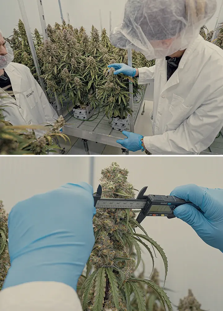 Guide SOP Hybrides Cannabis F1 CRIC Labs Une illustration d'hybrides de cannabis F1 uniformes cultivés dans un environnement contrôlé de CRIC Labs, mettant en valeur la consistance de la taille, de la forme, de la puissance et du goût, sur un fond vert.