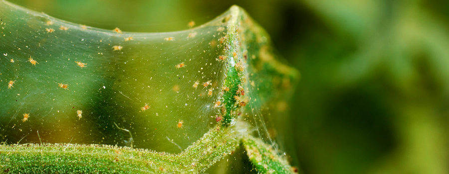 phytoseliulus persimils araignées rouges cannabis