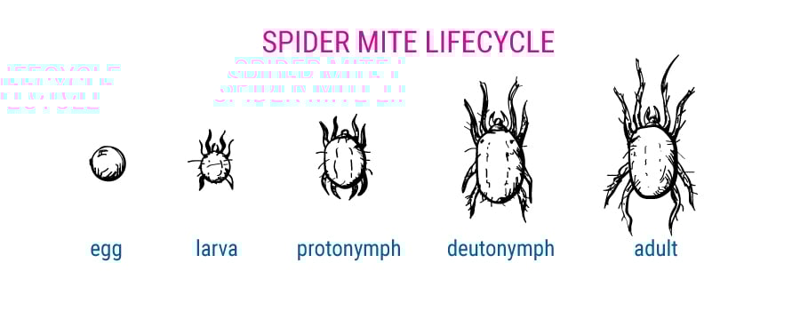 Lycecycle de les araignées rouges