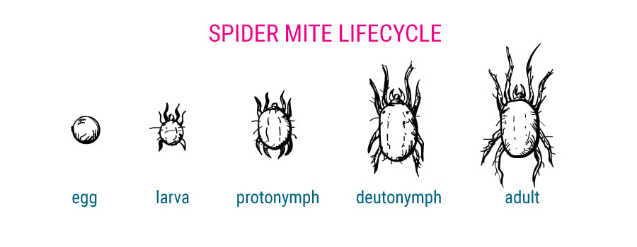 Lycecycle de les araignées rouges