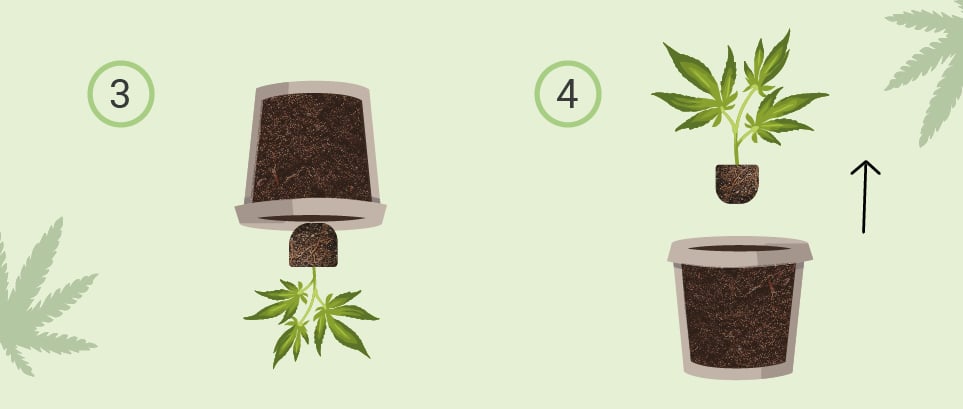 Illustration montrant le processus de préparation d'une plante pour le rempotage. Étape 3 : Retourner délicatement le pot pour extraire la motte de terre avec la plante. Étape 4 : Glisser la motte hors du pot et la placer dans un nouveau contenant.