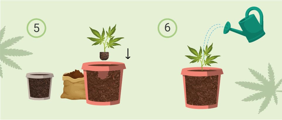 Illustration of transplanting a plant. Step 5: The plant is placed in a new pot with soil added to secure it. Step 6: The plant is watered lightly, and a root stimulant is applied to reduce transplant shock and encourage healthy root growth.