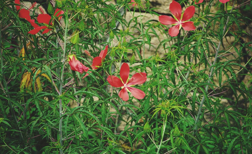 Ketmie écarlate (Hibiscus coccineus)