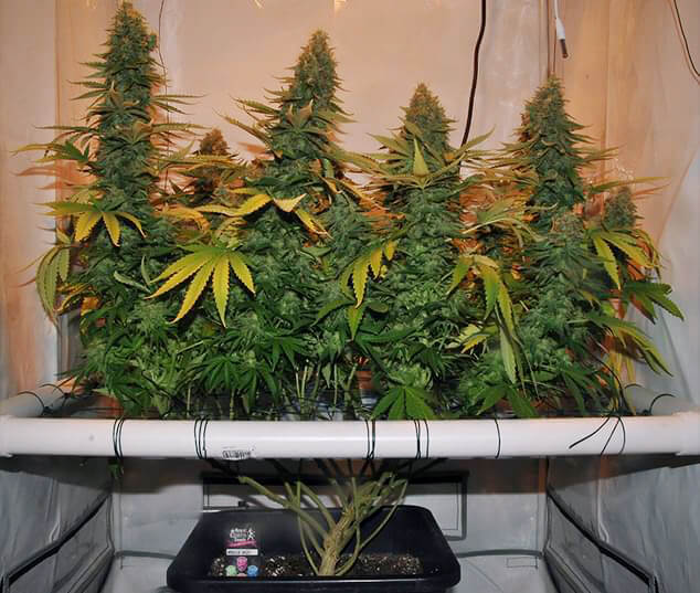 Amnesia Haze grandir avec le Screen Of Green Method Scrog Amnesia Haze grandir avec le Screen Of Green Method Scrog