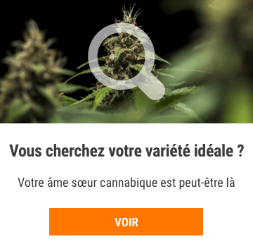 Cannabis Seedfinder