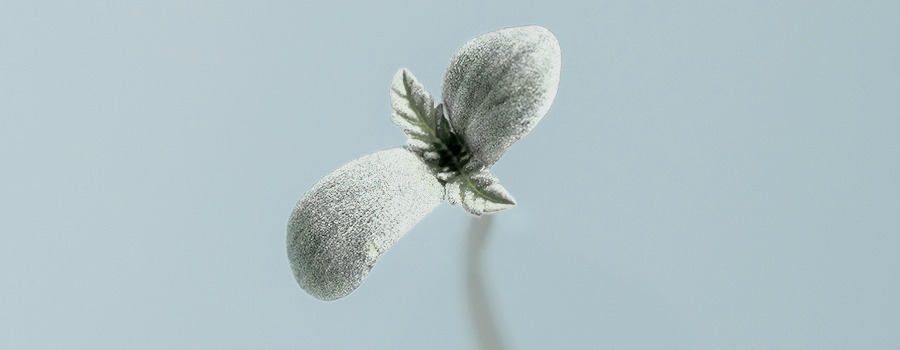 Plante De Cannabis Albinos Plante De Cannabis Albinos