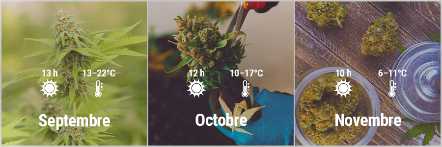 How To Grow Cannabis Outdoors In France