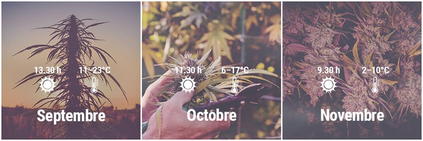 Comment cultiver du cannabis en extérieur en Allemagne, Septembre