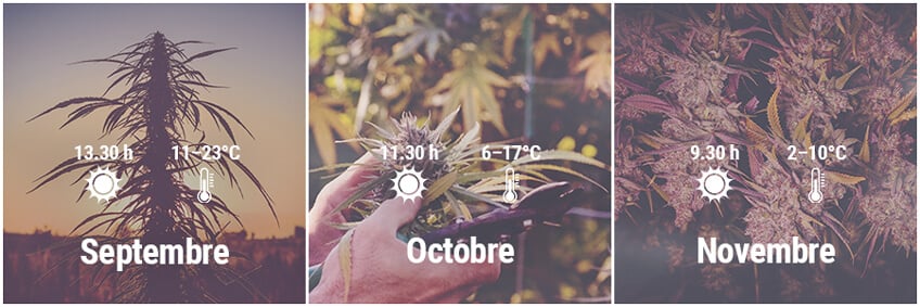 Comment cultiver du cannabis en extérieur en Allemagne, Septembre