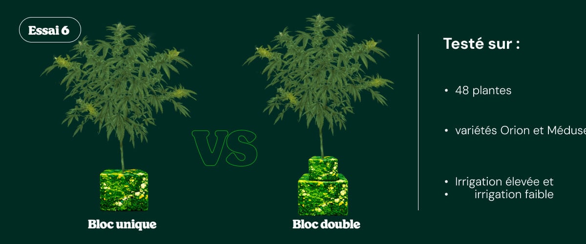 Introduction de l’essai 6 comparant les systèmes d’irrigation single block et dual block testés sur des plants de cannabis