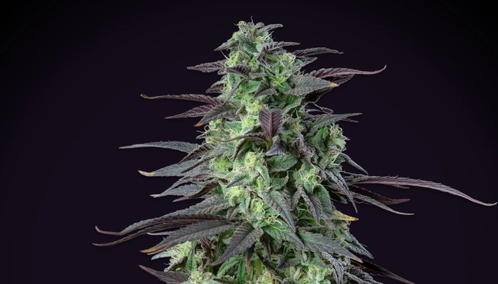 Skunk XL : rendement le plus élevé sous 100 cm Plant de cannabis Skunk XL avec des têtes denses et givrées, des feuilles violet-vert, des pistils blancs et une structure de floraison compacte sur fond sombre.