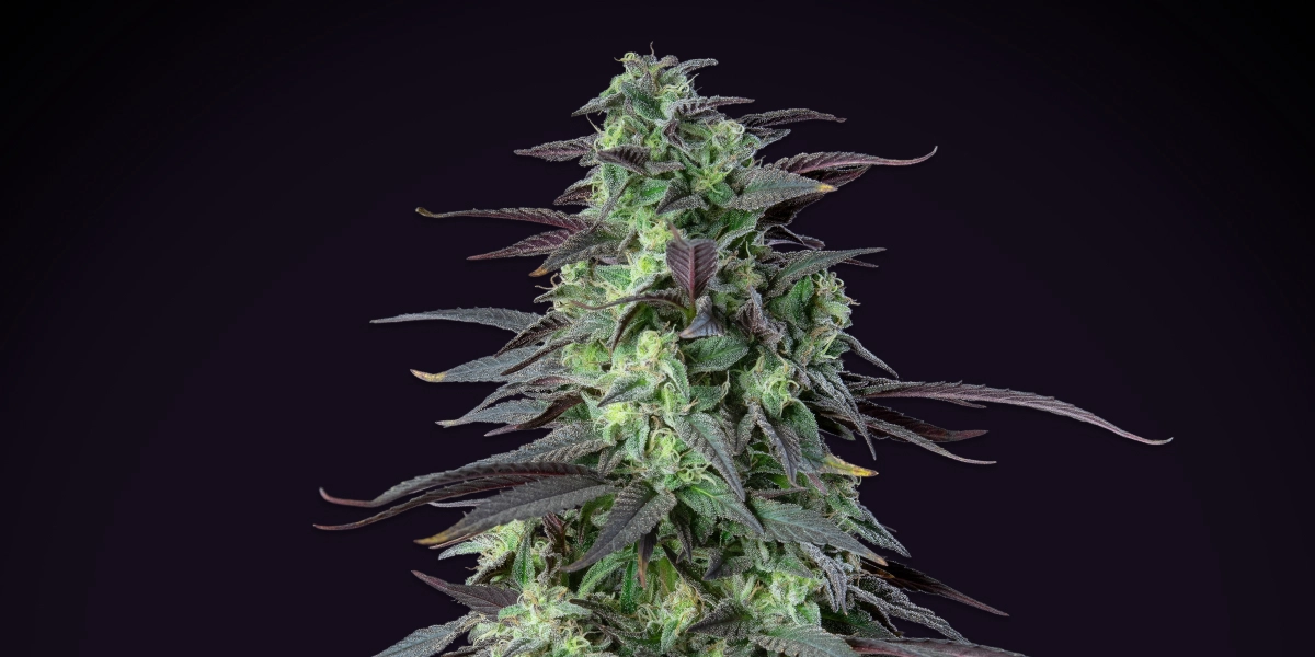 Skunk XL : rendement le plus élevé sous 100 cm Plant de cannabis Skunk XL avec des têtes denses et givrées, des feuilles violet-vert, des pistils blancs et une structure de floraison compacte sur fond sombre.